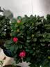 花竹恋杜鹃花四季开花盆栽花卉绿植阳台办公室红掌室内盆栽盆景大型绿植 杜鹃花红色 含盆栽好发货高度40厘米左右 实拍图