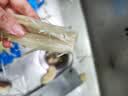 【烧烤季】金针菇150g 实拍图