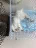 皇家猫粮 离乳期幼猫粮干湿套装BK34 2KG+幼猫湿粮罐头BMC 88g*6 实拍图