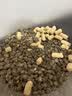 LEGENDSANDY蓝氏全价猫粮生骨肉冻干成猫幼猫猎鸟乳鸽9kg(1.5kg*6)【囤货装】 实拍图