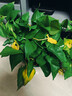 京东绿植绿萝盆栽除甲醛花卉绿植办公室新房净化空气180加仑4盆装源头直发 实拍图