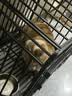 憨憨宠狗笼子大中小型犬专用狗笼加粗加固方管边牧金毛家用室内宠物笼子 加固六面全方管94*64*85cm【60斤内适用】 实拍图