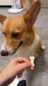 约克先生宠物狗狗磨牙零食泰迪柯基训犬奖励幼犬成犬除臭清香口气饼干150g 实拍图