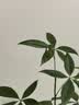 欧舒丹【教师节礼物】清新马鞭草香沐浴露500ml礼盒清爽留香生日礼物 实拍图