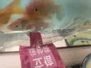 金鱼草金鱼观赏鱼冷水好养耐活小鱼苗锦鲤 5-7cm 红草金买10条送10条（加备损） 实拍图