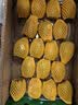 佳沛（zespri）新西兰金奇异果10粒巨大果146-175g猕猴桃中秋节礼品送水果礼盒 实拍图