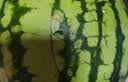 京鲜生 无籽麒麟瓜西瓜 1粒装 净重5-7斤 生鲜水果源头直发包邮 实拍图