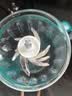 小贝熊（xiaobeixiong）小贝熊辅食料理机婴儿宝宝打泥神器多功能电搅拌机肉果泥辅食工具 实拍图