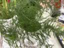 绿有意绿植盆栽多肉花卉盆栽植物室内桌面水培绿植办公室客厅植物懒人 聚财3盆】文竹+富贵竹+发财树 实拍图