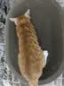 疯狂的主人猫抓板窝特大号猫玩具猫爪板猫抓盆不掉屑猫窝椭圆形瓦楞纸 实拍图