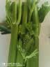 西芹1kg 实拍图