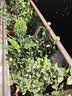 精忠报国植物补光灯大棚蔬菜花卉led室内绿植专用仿太阳全光谱园林生长灯 【仿太阳全光谱补光灯】中性100W 配3米灯头线 实拍图
