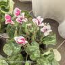 仙客来盆栽带花特大号兔子花卉植物室内重瓣蝴蝶兰四季开花好养苗 【5盆特惠】随机不同品种 仙客来5盆 实拍图
