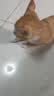 LEGENDSANDY蓝氏猎鸟乳鸽生骨肉冻干猫粮 全价成猫幼猫猫粮1.5kg 实拍图