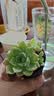 多肉植物组合套餐新手好养懒人绿植居家超萌办公室窗台氛围感盆栽 多肉植物 随机一颗带盆带土 实拍图