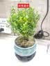 八芽海岛罗汉松指尖微型盆栽桌面小绿植迷你拇指好养植物源头直发包邮 凌云罗汉松 陶瓷盆-带盆栽好 实拍图