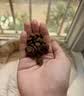 愛肯拿（ACANA）猫粮 牧场盛宴成猫幼猫粮 增肌发腮无谷进口鸡肉粮1.8kg效期27/5 实拍图