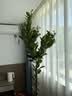 花财主天堂鸟盆栽办公室大型绿植客厅鸭脚木植物家用吸甲醛净化空气好养 柠檬树1.6-1.8m【编织盆】 实拍图