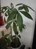 奥美优水培容器花盆懒人自吸水植物绿植绿萝透明免浇水储水盆透气防烂根 实拍图