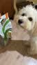 比瑞吉狗粮鸭肉瓜6冻干幼成老年小型犬小绿袋比熊清热解火犬粮2kg 实拍图