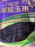 十月稻田 黑糯玉米 8根 3.52斤 真空包装 东北甜粘玉米棒 低脂早餐 实拍图
