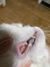胖猫宠物超声波洁牙器大小型狗狗爱犬猫牙结石去除器牙垢神器家用动物刮除牙渍异味电动牙缝工具机仪器 豪华黑丨4个头+保护罩+墙架+口镜+小工具 实拍图