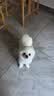 皇家狗粮 博美成犬狗粮 犬粮 宠物小型犬 PM26 全价犬粮 ≥8月 2KG 实拍图
