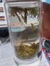 卢正浩绿茶花香龙井茶特级50g2026新茶全手工明前茶叶团购长辈中秋送礼 实拍图