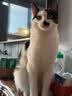 LEGENDSANDY蓝氏全价猫粮生骨肉冻干成猫幼猫猎鸟乳鸽9kg(1.5kg*6)【囤货装】 实拍图