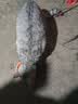 LEGENDSANDY蓝氏全价猫粮生骨肉冻干成猫幼猫猎鸟乳鸽9kg(1.5kg*6)【囤货装】 实拍图