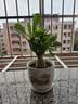 沙漠玫瑰盆栽重瓣带花苞老桩大苗庭院阳台耐旱植物易养活当年开花 沙漠玫瑰幻彩恋歌_当年开花 实拍图