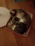多特思羊奶炖鸡猫主食餐包6包成幼猫湿粮罐头全价猫咪汤包饭 实拍图