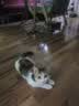 普安特宠物猫咪洗耳液耳螨狗狗滴耳液猫耳朵清洁耳垢臭痒漂护理液尔加分 实拍图