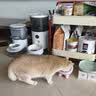 京东京造咕噜宣言全价猫粮主食冻干1kg 幼猫成猫通用三文鱼鲜肉高蛋白 实拍图