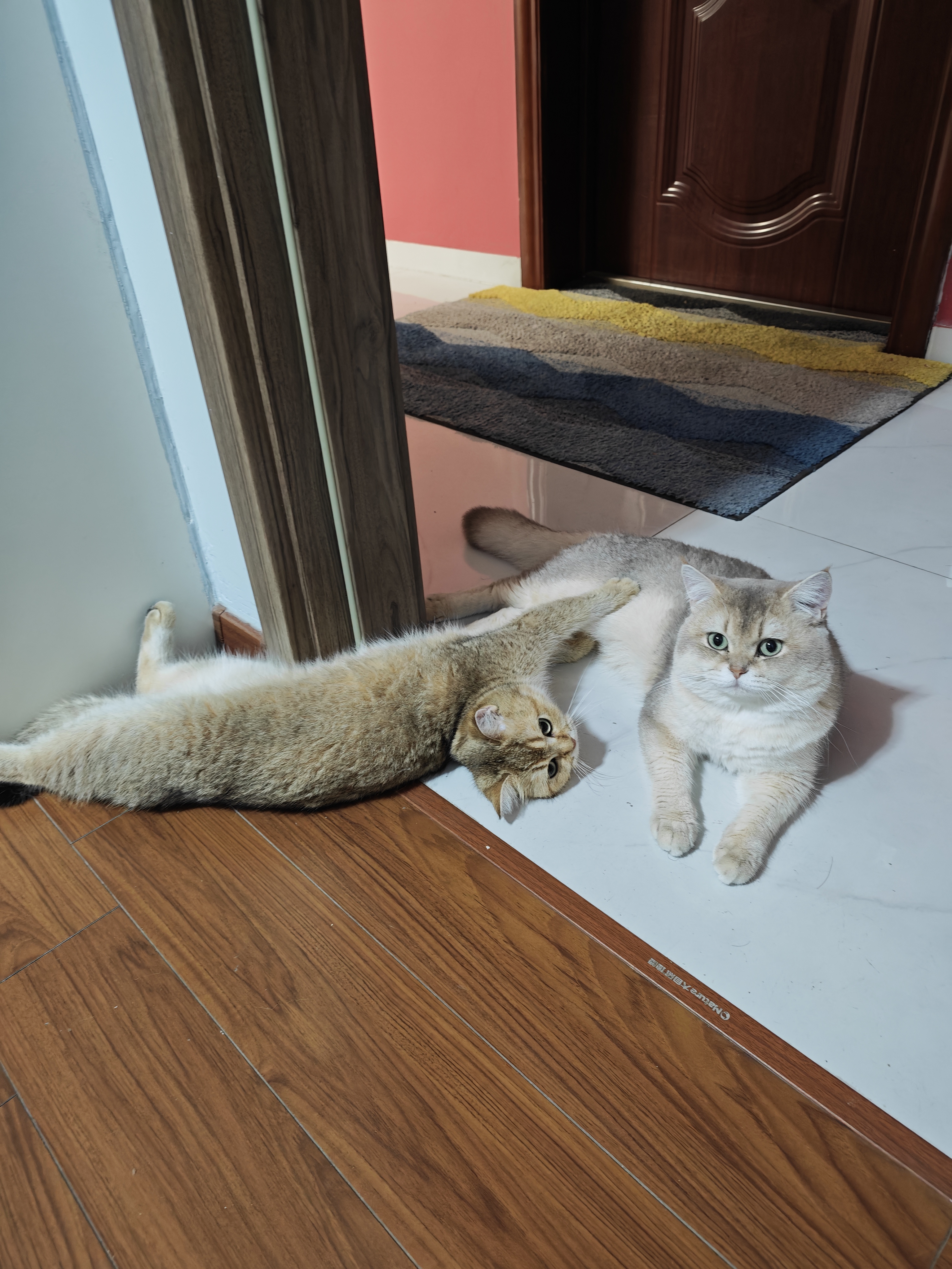 憨憨乐园宠物猫梳子猫毛狗狗毛梳子去浮毛脱毛猫咪梳毛刷神器大型犬用品 实拍图