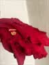 猫人结婚睡衣女新婚情侣纯棉套装红色本命年喜庆长袖家居服男新款 【女款】满心欢喜-纯棉款 L 【男女码，建议重100-120斤】 实拍图