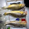 三都港 冷冻三去黄花鱼2斤/3条装 大黄鱼深海鱼 生鲜鱼类 海鲜 中秋礼品 实拍图