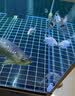 仟湖鱼缸清洗神器刷子无死角清洁神器水族箱除藻清洁工具长柄大号套装 晒单实拍图