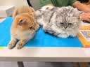 BNBNO猫包大容量宠物便捷外出透气太空舱双肩手提布偶狗背包幼犬外出包 实拍图