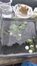 铜钱草水培植物室内办公室桌面盆栽花卉四季常青绿植净化空气懒人 铜钱草带叶子特惠款51-70根+营养液【1份】 不含盆 实拍图