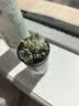 随机多肉植物盆栽新手好养易存活办公室桌面绿植 随机发货（1盆） 实拍图