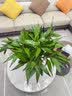 花翁带根富贵竹水培植物客厅招财旺宅花卉绿植盆栽竹子文昌竹源头直发 实拍图