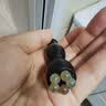 DR.KURU眼部按摩棒滚珠儿童小莲蓬眼部按摩器朱雀三啄刮痧点穴经络疏通 实拍图