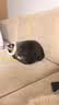 LEGENDSANDY蓝氏 低温烘焙猫粮成猫幼猫全价鲜肉粮 猎鸟乳鸽盒装4.5kg 实拍图