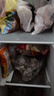 獐子岛 冷冻整只鱿鱼1斤 铁板鱿鱼火锅烧烤食材 海鲜生鲜水产原料 实拍图
