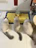 皇家猫粮幼猫湿粮 幼猫奶糕 离乳期幼猫罐头1-4月通用粮88g*6 实拍图