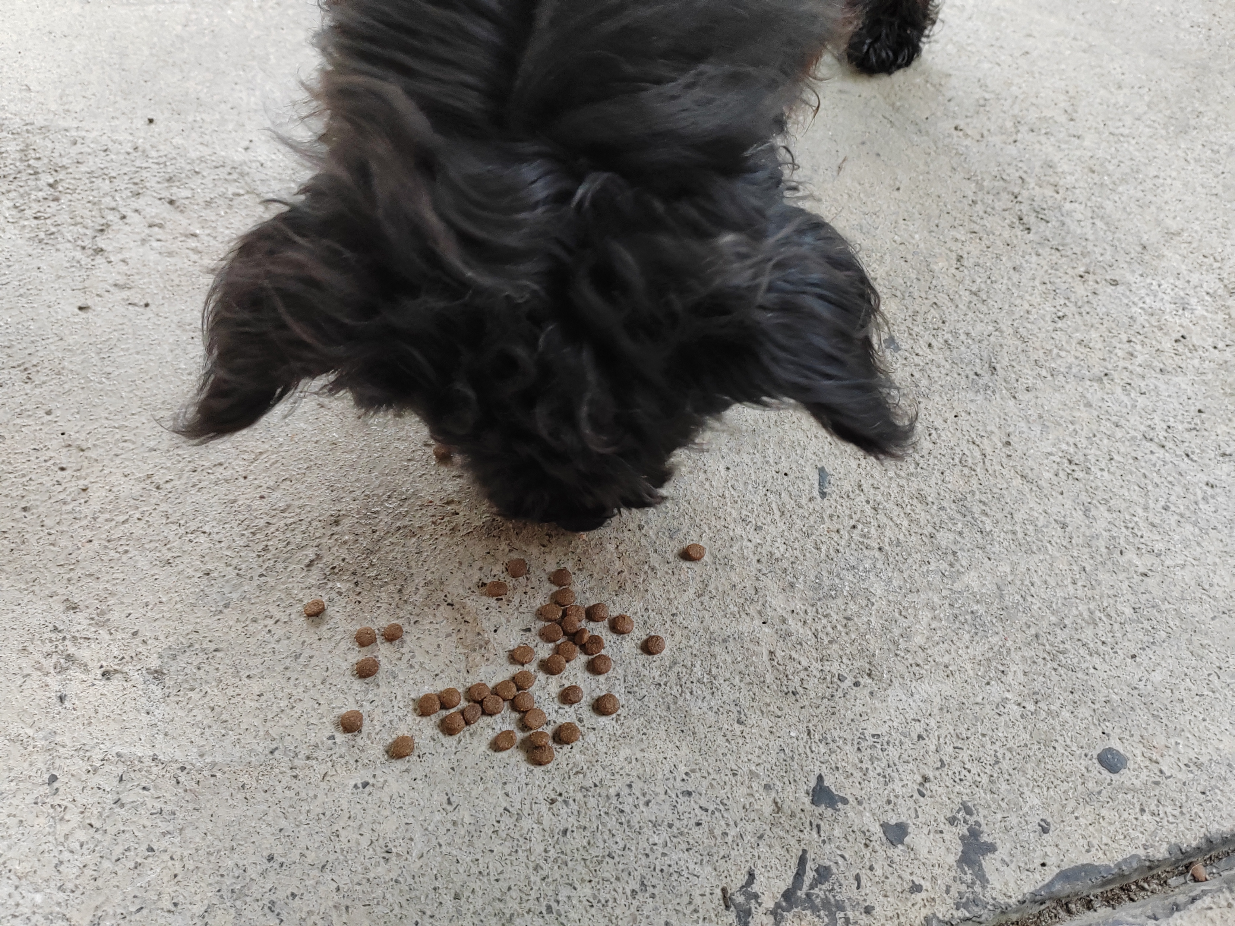 网易严选全价三拼犬粮牛肉盛宴狗粮鲜肉狗粮大中小型 增肌健骨 2Kg*1袋 实拍图
