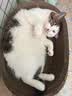 疯狂的主人猫抓板窝特大号猫玩具猫爪板猫抓盆不掉屑猫窝椭圆形瓦楞纸 实拍图