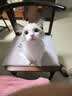 凯锐思 布偶猫专用猫粮幼猫成猫主粮深海鱼粮 布偶2kg 实拍图
