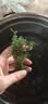 【海葡萄蓝盒装300g】盐渍海藻海带裙带菜儿童零食爆珠脆爽解压 海葡萄1盒装【送多种蘸料】 一盒3袋【送番茄 酱油 芥末蘸料】 实拍图